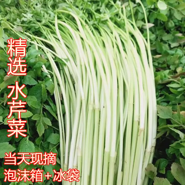 【现摘新鲜水芹菜】去叶净菜蔬菜水芹小叶水芹菜无节水芹农家自种