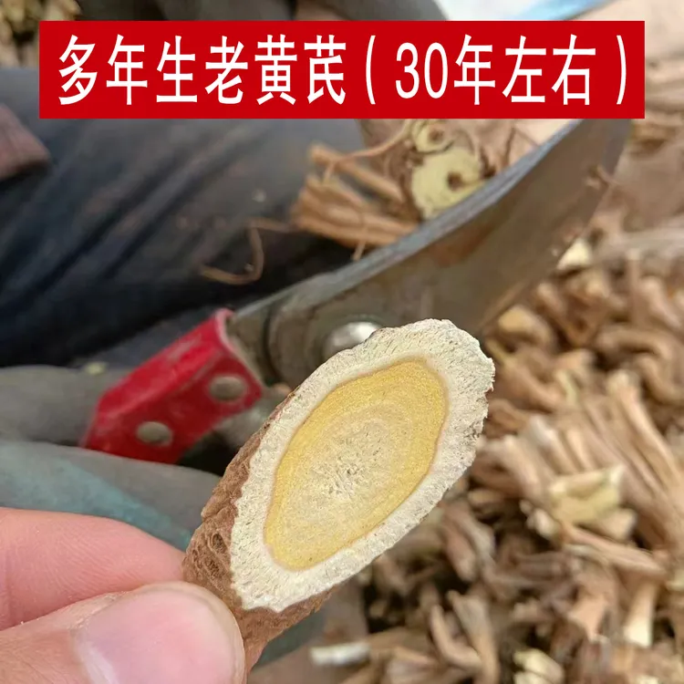 多年生老黄芪 蛋黄芯 野芪 30年左右切片 主干切片 甘肃岷县 
