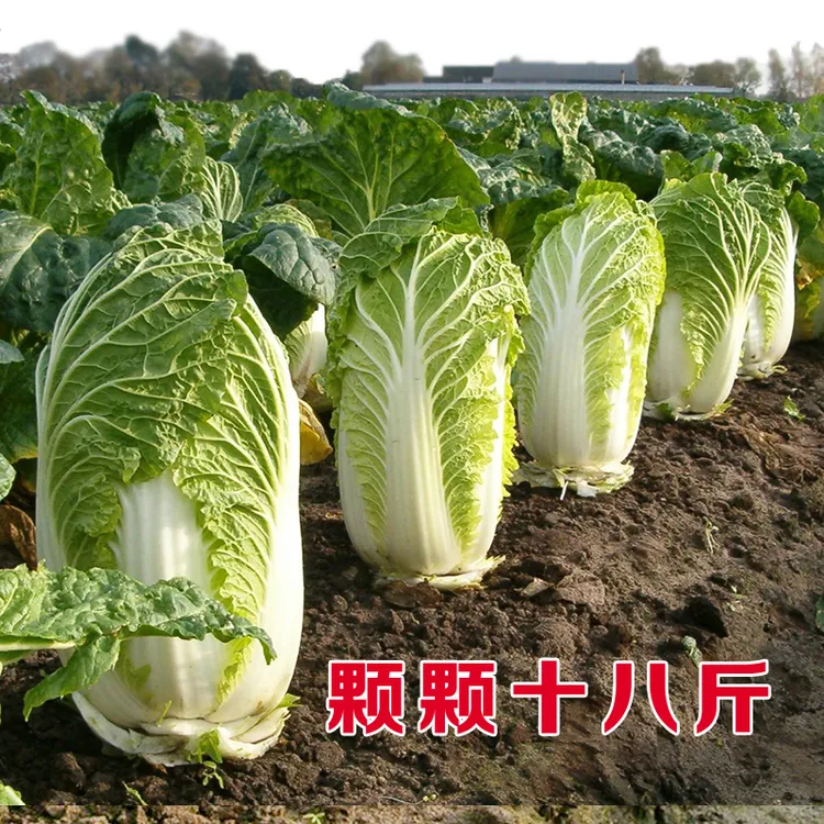 十八斤大白菜种子山东白菜籽秋冬季播大白菜酸菜抗病高产蔬菜种子