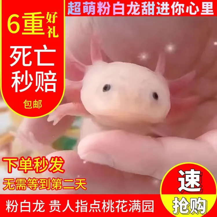 鲤森鱼缸六角恐龙鱼冷水鱼蝾螈水族宠物活体鱼淡水好养易活观赏鱼