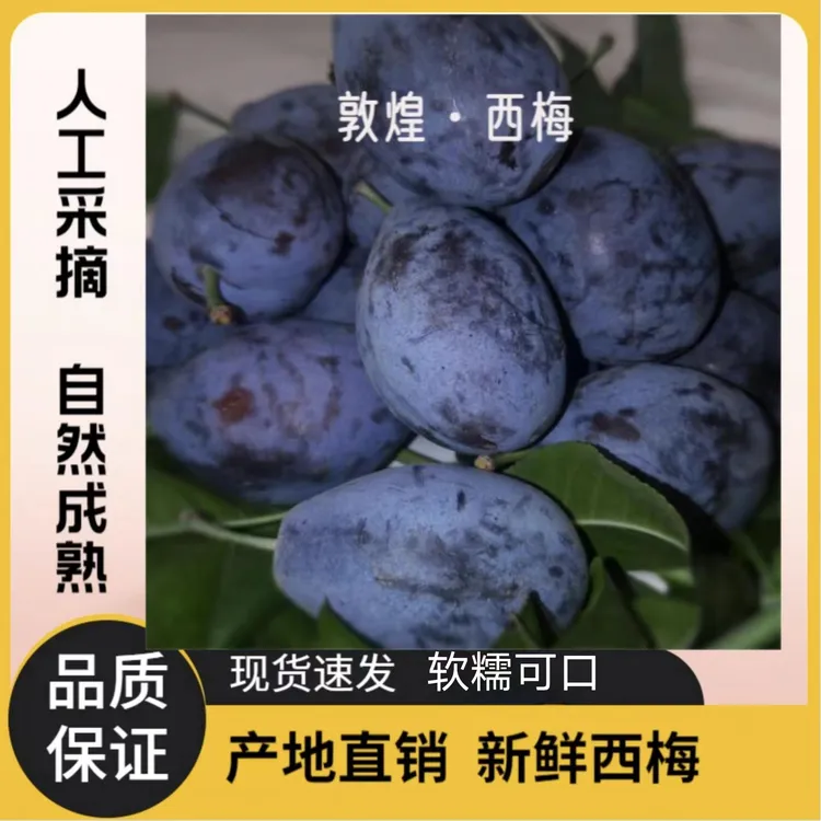 甘肃敦煌西梅4斤新鲜软糯可口饱满肉厚鲜甜采摘西梅
