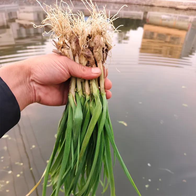 农家肥自种本地露天大蒜叶大蒜苗青蒜香蒜大蒜叶当季新鲜蔬菜野葱