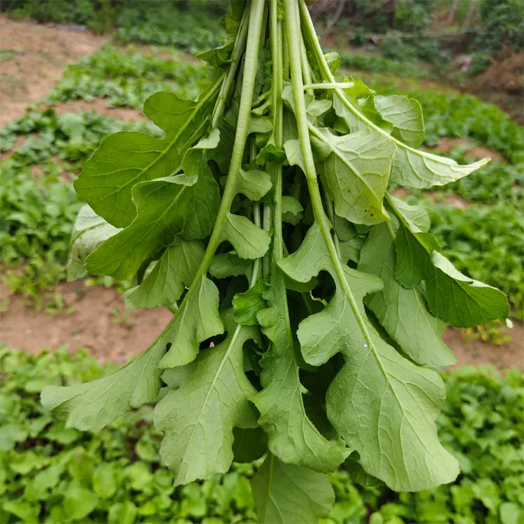 萝卜叶新鲜农家肥叶子自种白萝卜缨子小萝卜苗萝卜菜当季新鲜蔬菜