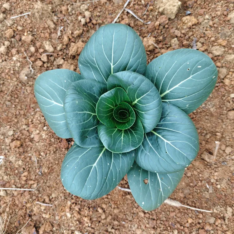 湖北新鲜上海青蔬菜农家小青菜霜冻上海青新鲜小青菜小油菜露天菜