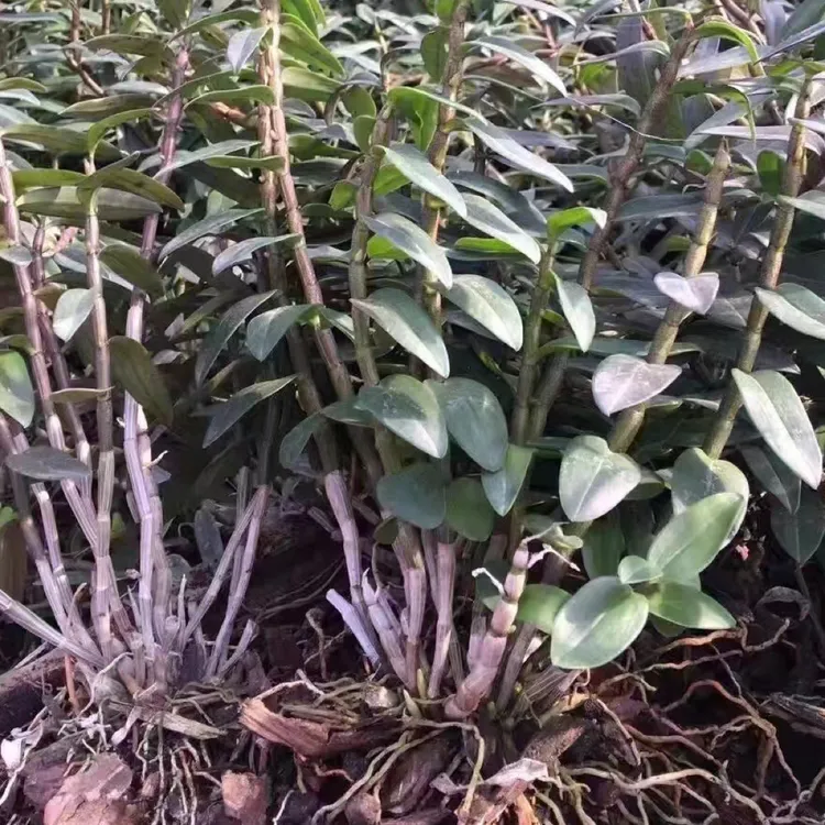 雁荡山铁皮石斛三年苗4-7月花季黄花室内外可种植抗冻耐寒花卉