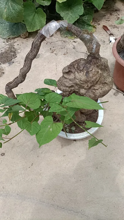 何首乌(烈焰红心何首乌)，红(绿)藤招财龟，吊金钟，荀子等奇奇怪怪