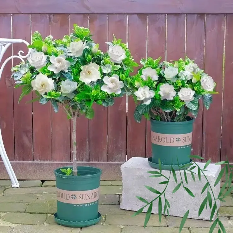 栀子花盆栽花卉植物室内水培绿植四季好养茉莉花九里香鲜花清香木