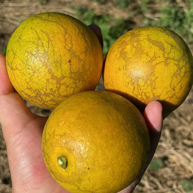 海南琼中绿橙小黄果花皮果丑果太阳果新鲜甜果园现摘现发包邮