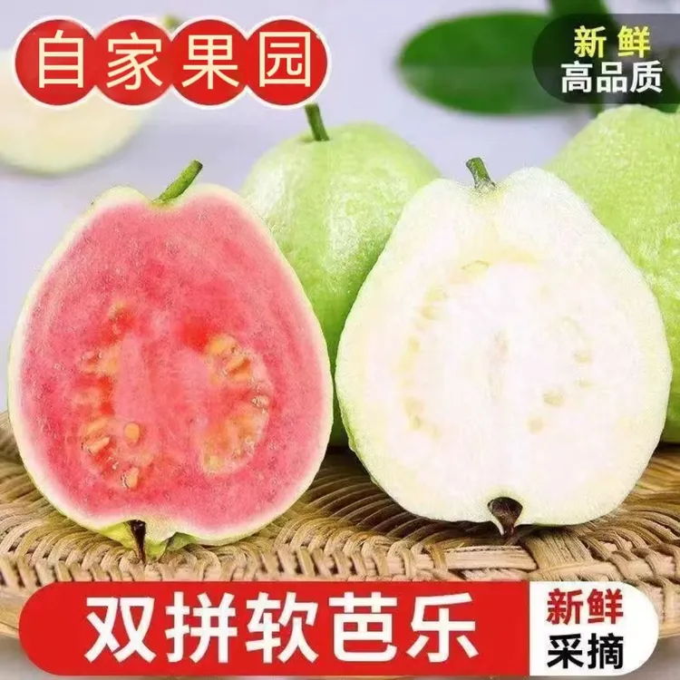 【树上熟】正宗广西芭乐水果奶油软心新鲜白心红心软甜番石榴芭乐果