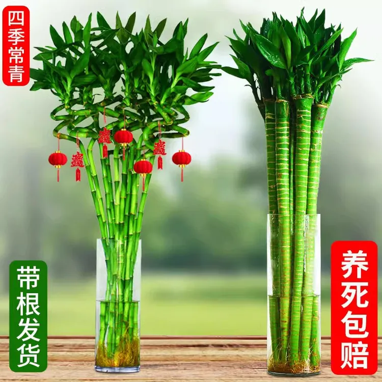 带根文昌竹龙竹观音竹转运竹富贵竹开运竹水养观音竹盆栽水培绿植