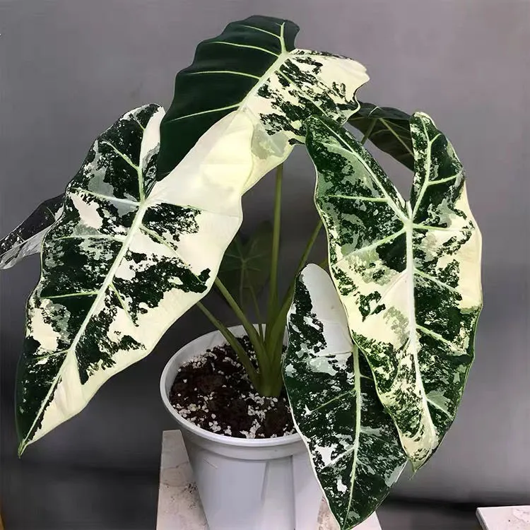 绿天鹅绒锦海芋白锦天鹅绒锦化绿植盆栽室内观叶净化空气