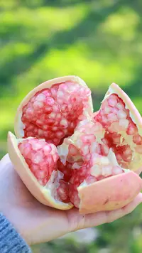 【小庄生活】陕西临潼硬籽石榴净皮甜酸甜刚好新鲜树熟果