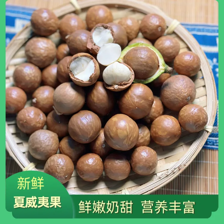 云南新鲜夏威夷果  新鲜坚果 去青皮新鲜果子1斤2斤3斤包邮