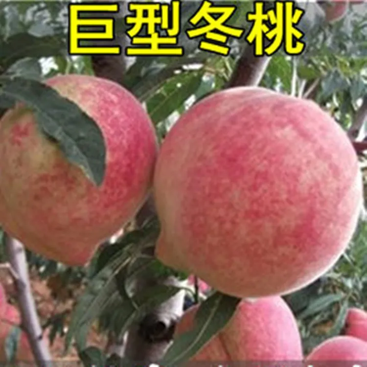 巨型冬桃树苗巨型冬桃雪里红冬桃苗中华桃王丽江雪桃云南冬桃树苗