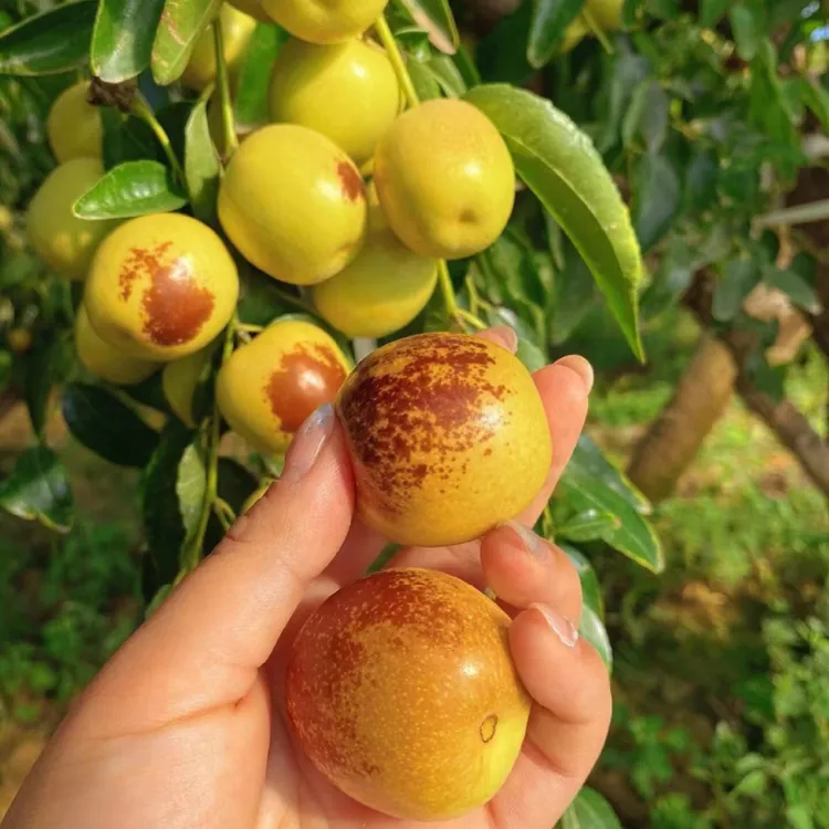 枣树活苗北方南方种植庭院大枣嫁接冬枣树苗果苗盆栽地栽当年结果