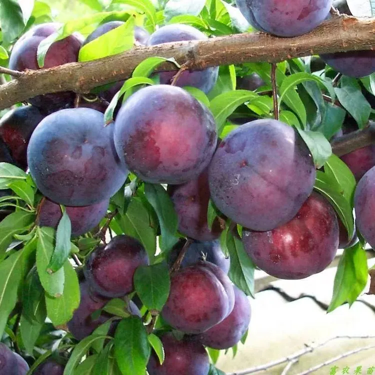 李子树树苗庭院盆栽地载当年结果南方北方种植黑霸王国丰七号李