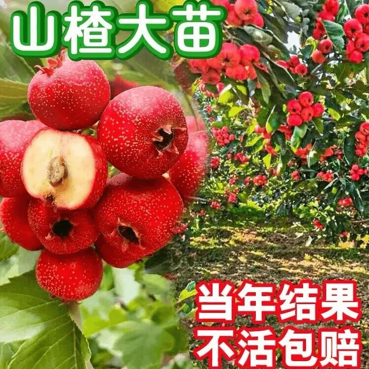 山楂树活苗南北方庭院种植盆栽地栽大果甜山楂水果树果苗当年结果