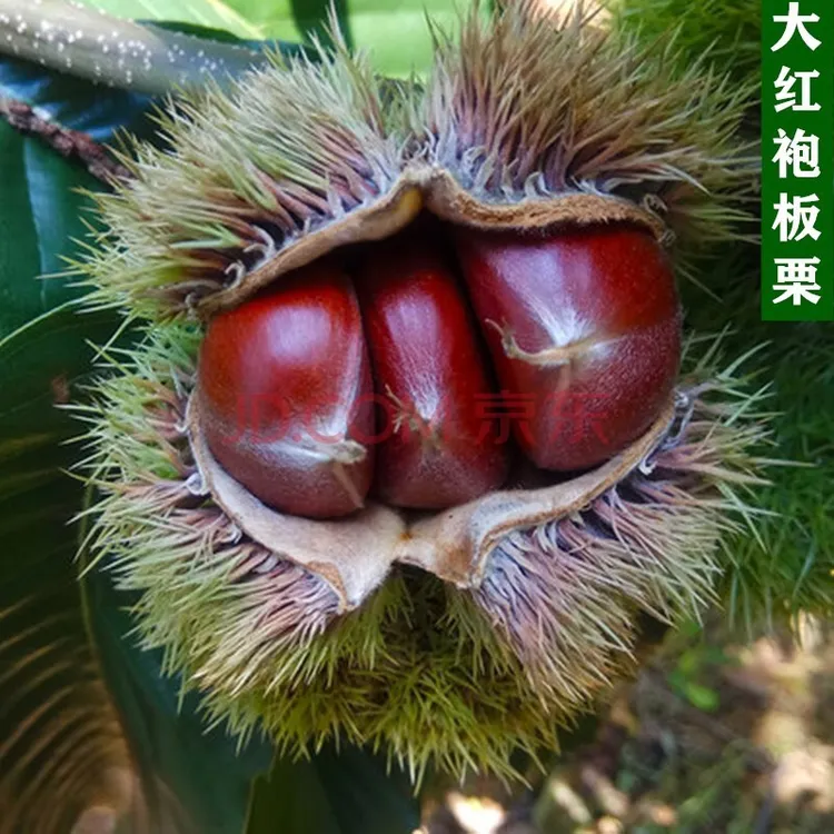 板栗苗树苗嫁接大红袍板栗苗果树栗子树苗北方地栽果树苗南方种植