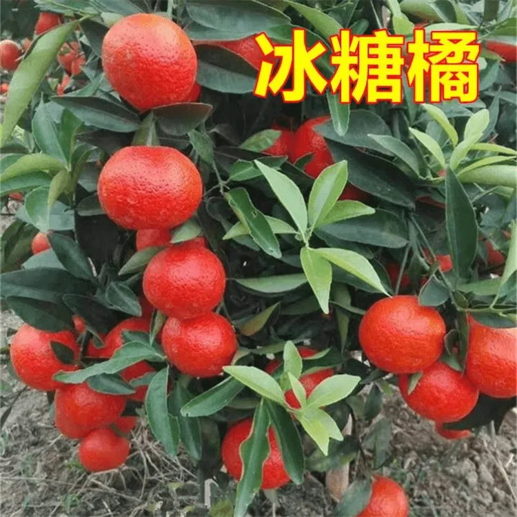 冰糖桔树苗+柑桔树苗+沙糖桔苗+柑橘子苗+南方种植+果树苗+嫁接苗