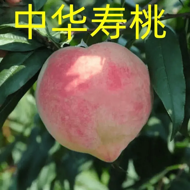 嫁接果树桃树新品种中华寿桃超甜大黄桃树苗当年结果桃树苗耐寒
