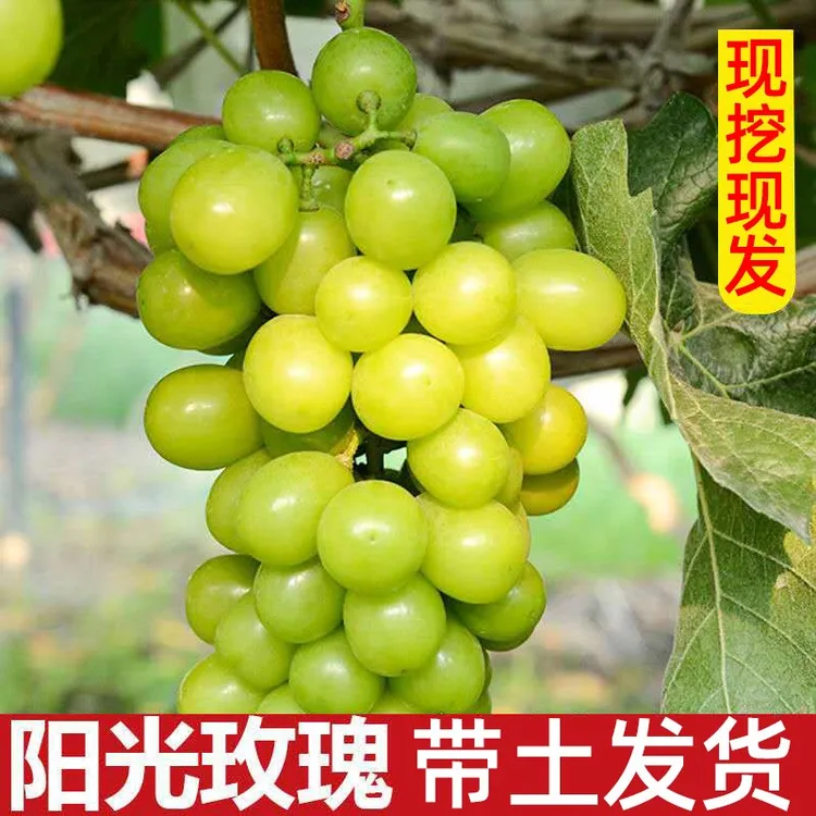蓝宝石葡萄苗大苗果树果苗爬藤当年结果南方种植巨峰葡萄树苖盆栽