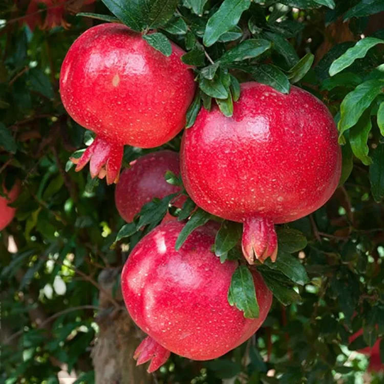 大红袍软籽石榴树树苖果树盆栽庭院种植石榴果树苖当年结果树