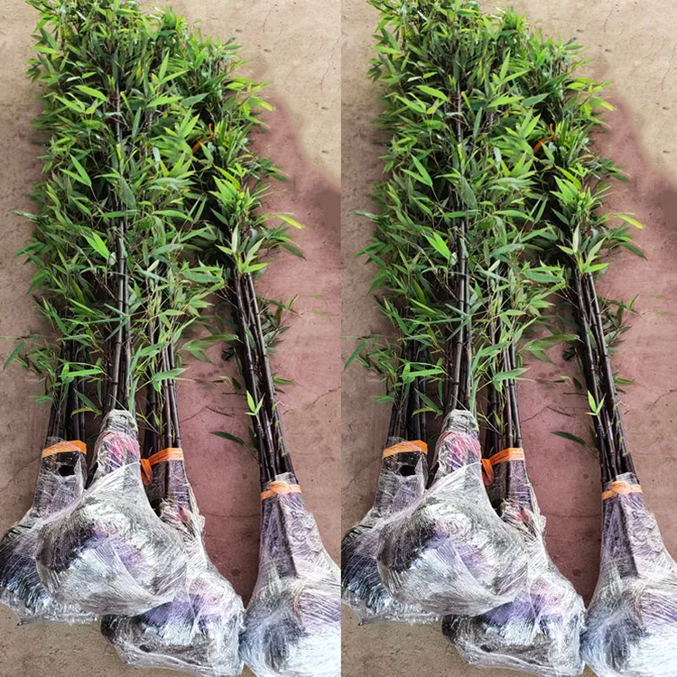 名贵品种矮化紫竹苗竹子苗庭院户外四季种植室内盆栽竹子墨竹黑竹