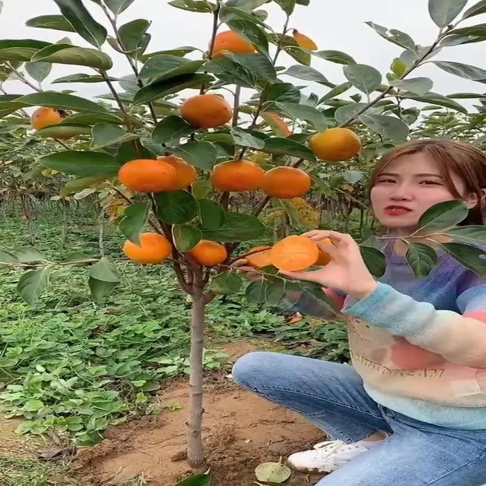柿子树苗嫁接无核果树柿子日本甜脆柿南方北方种植果树苗当年结果