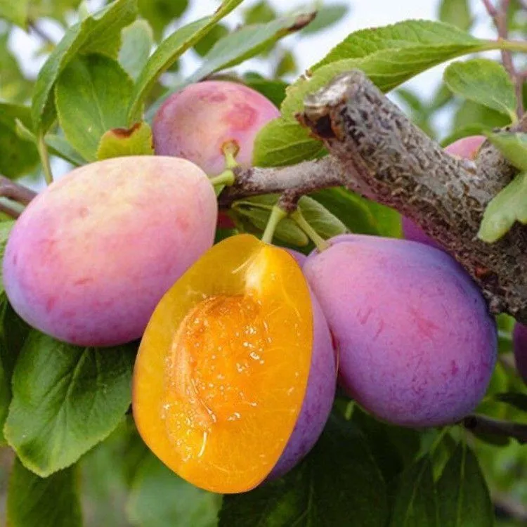 果树法兰西西梅苗嫁接李子树苗盆栽地栽南方北方果树当年结果苗