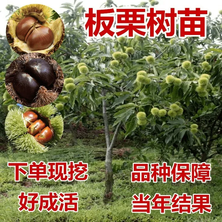 板栗苗树嫁接苗地栽南方北方种植当年结果耐寒果树板栗树果树果苗