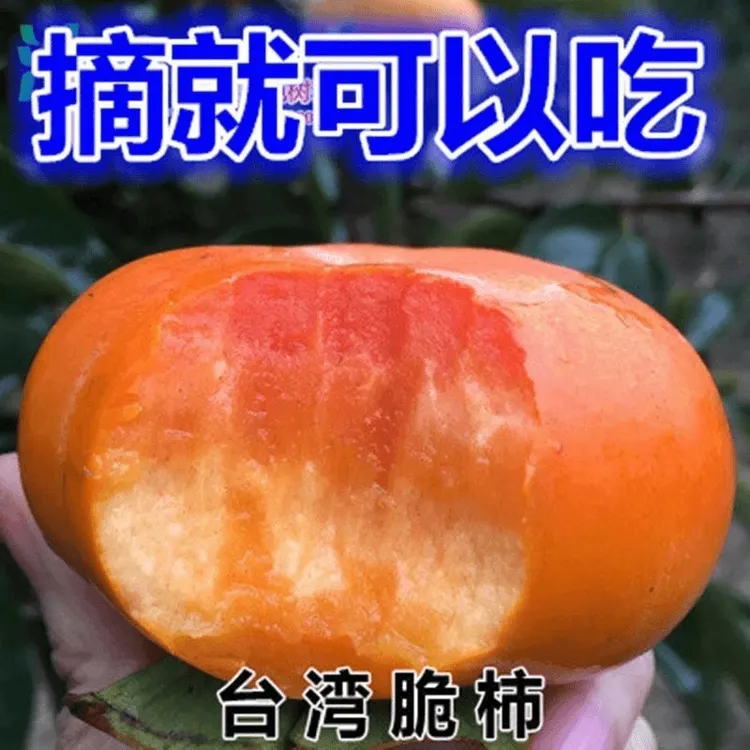 嫁接柿子脆甜果树柿子树苖南方北方种植黑柿果树苖当年结果耐寒