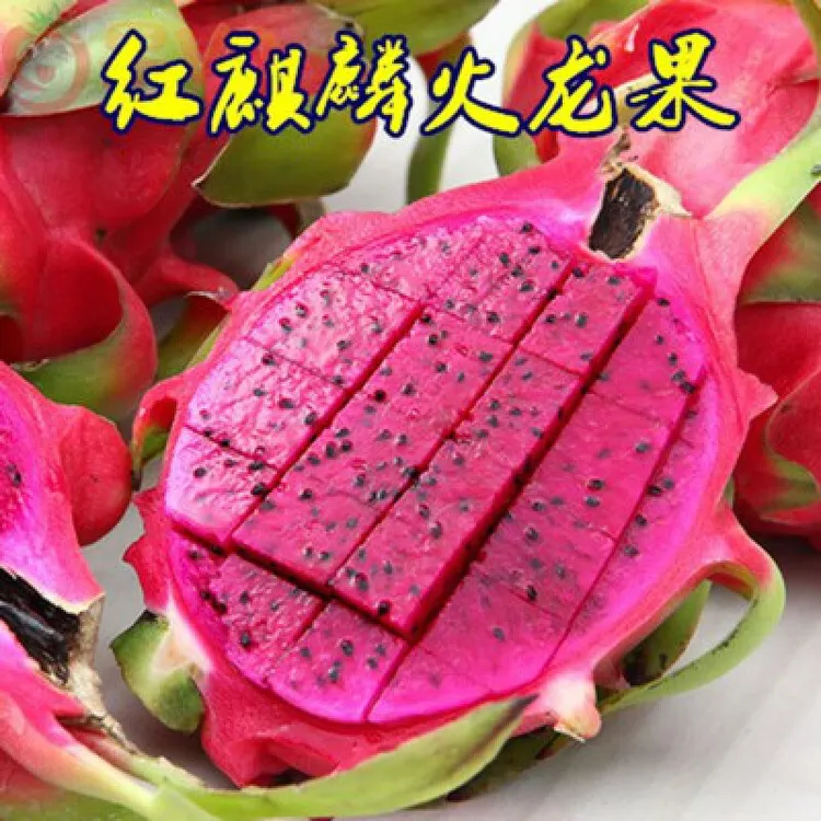 红肉火龙果苗红心火龙果树果苗当年结果盆栽地栽南方品种四季种植