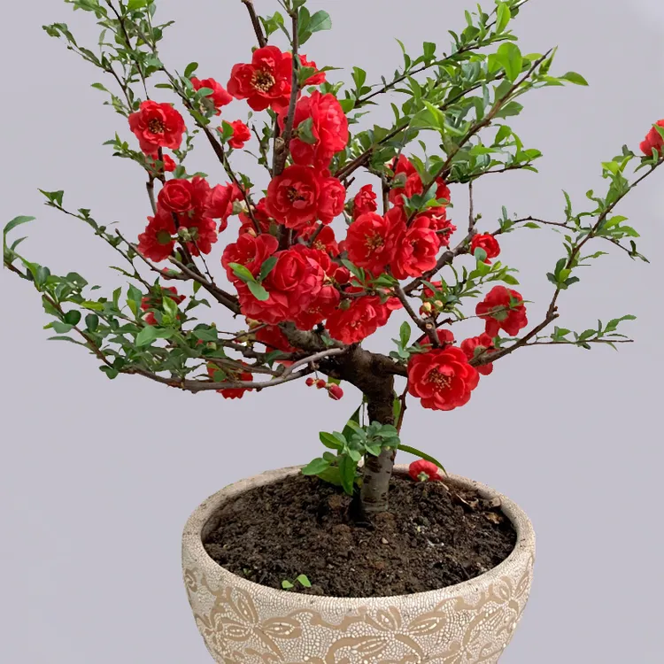 海棠花盆栽树苗重瓣长寿冠海棠花盆景老桩庭院植物室内四季好养