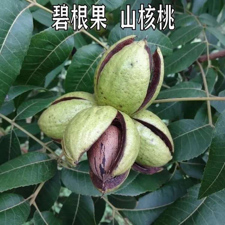果树绿薄壳核桃嫁接苗碧根果苗美国山树苗南北方种植当年结果