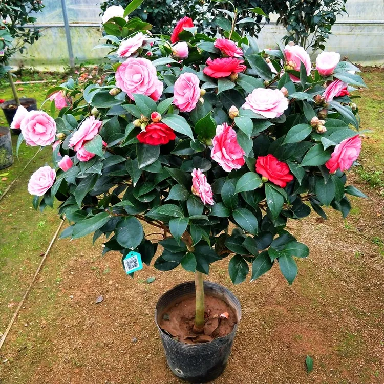 香妃山茶花盆栽花卉植物庭院茶花植物茶花树苗五色赤丹室内浓香
