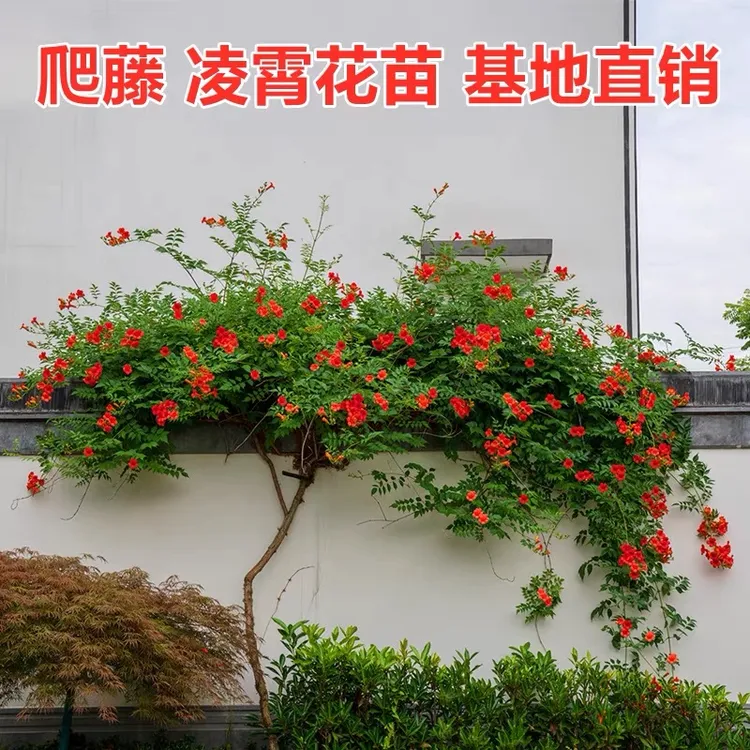 寒凌霄花苗爬藤植物四季开花卉好养绿植盆栽庭院阳台炮仗花大苗
