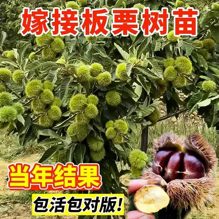 板栗苗树果树果苗南方北方庭院种植嫁接果树栗子树苗盆栽当年结果