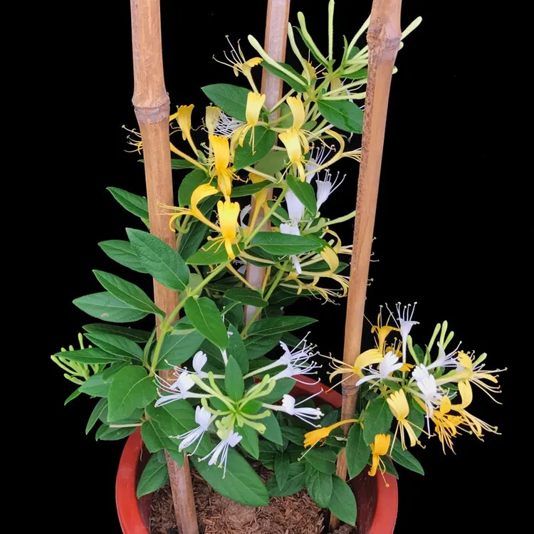 金银花苗 室内盆栽盆景树桩金银花爬藤花卉绿植花期长四季种植当