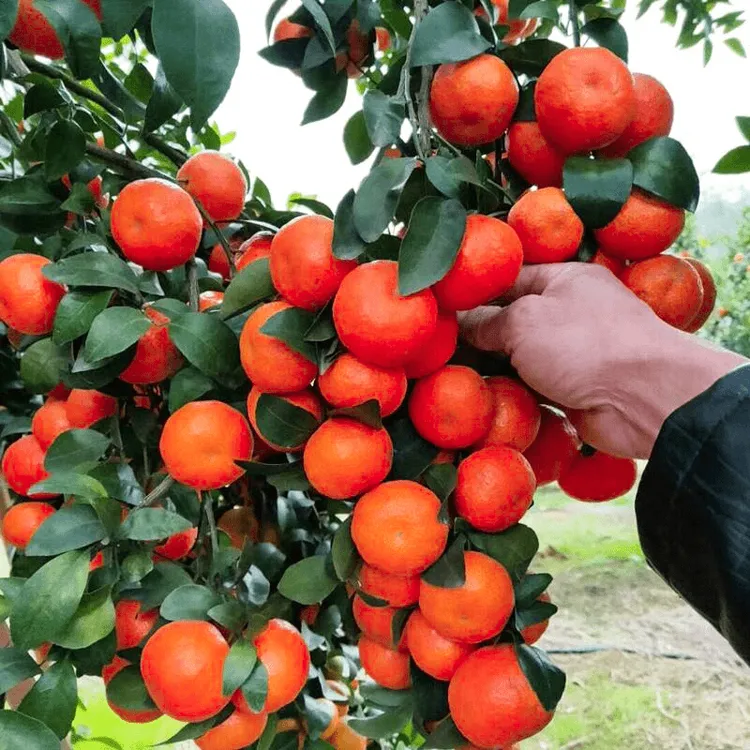 沙糖桔树苗地栽盆栽南方北方种植橘子树苗柑桔果树果苗嫁接砂糖橘