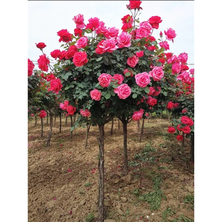独杆树桩月季花苗大花浓香庭院阳台耐寒多色蔷薇玫瑰四季开花植物