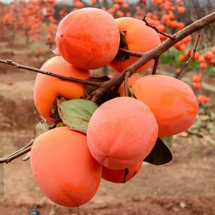 柿子树苗嫁接果树苗南方北方种植盆栽地栽火晶柿苗脆甜柿当年结果