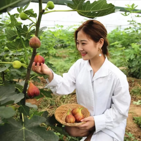 无花果树果苗当年结果波姬红大无花果苗庭院阳台南方北方栽植