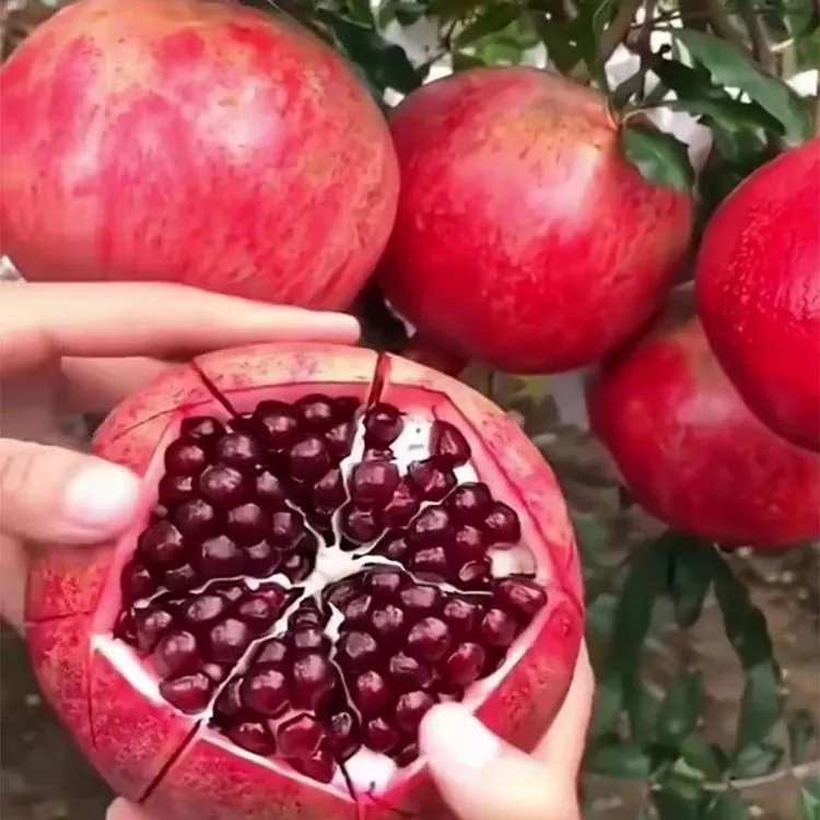 石榴树苗突尼斯软籽石榴苗盆栽庭院果树果树无籽甜果树苗当年结果