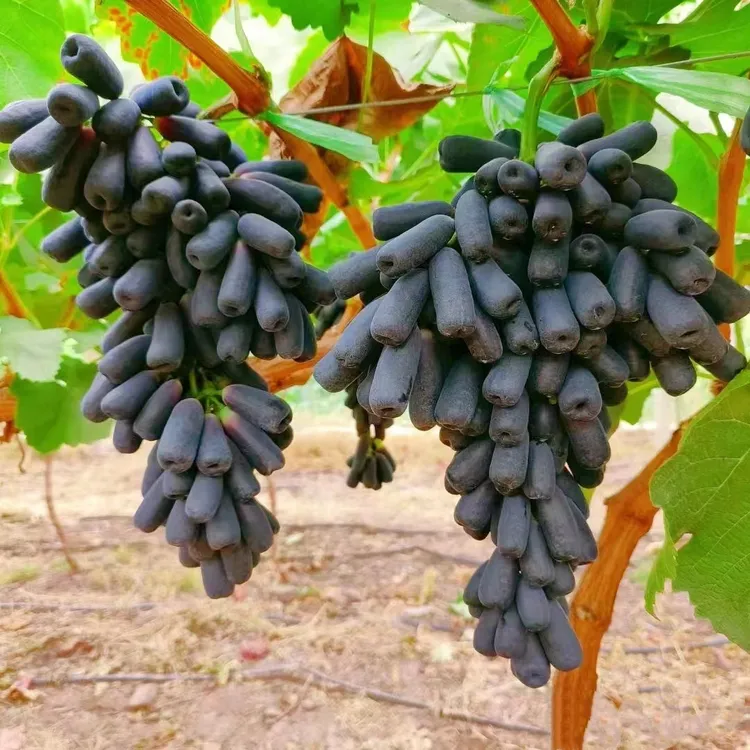 蓝宝石葡萄树苗盆栽矮化不爬藤南北方易种植当年结果室内外包成活