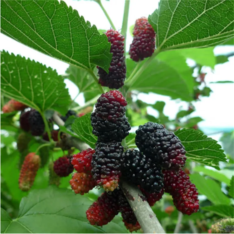 桑葚树苗当年结果食用 长果桑 无籽南方北方四季种植庭院盆栽地栽