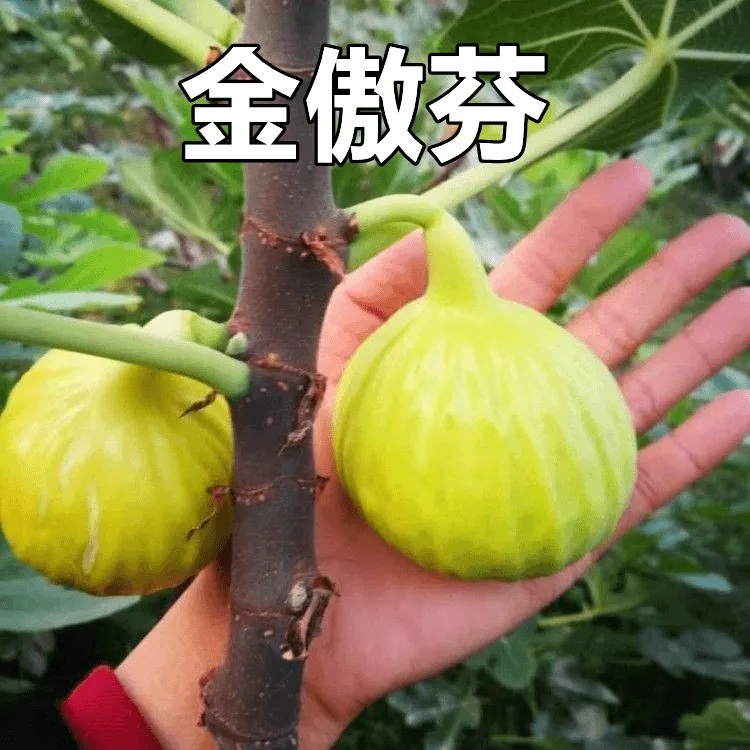 金傲芬无花果树果苗盆栽南北方种庭院耐寒波姬红无花果苗当年结果