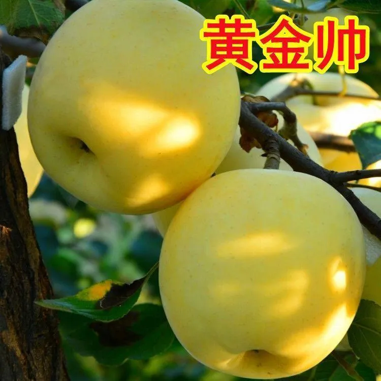 黄金帅苹果树苗嫁接果树耐寒南北方种植新品种盆栽地栽当年结果苗