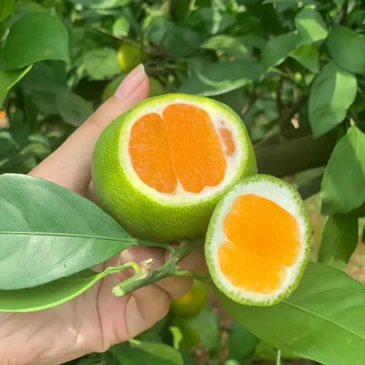 特柑橘早熟树苗 日南一号蜜桔苗青皮早熟苗果苗橘子树苗 桔苗