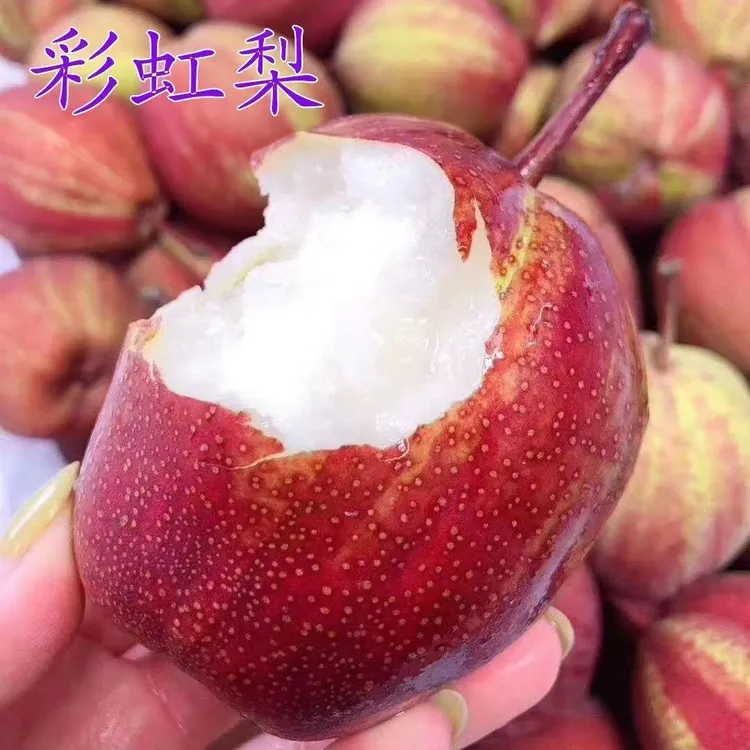 梨树苗早酥红梨树苗彩虹梨果树苗南方北方种植庭院盆栽地栽水果苗