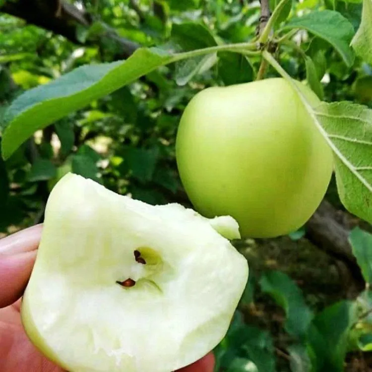 澳洲青苹果苗嫁接黑苹果树苗烟富苹果树南方北方种植当年结果树苗